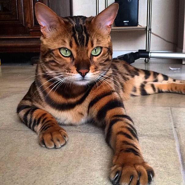 bengal cat spots fur thor 5 874ca4e8
